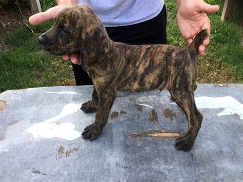 We really do owe it to her for showing us what we were missing. . Mountain cur squirrel dogs for sale